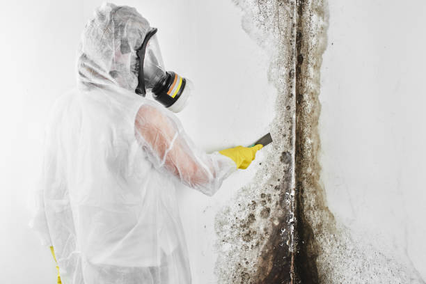 Best Environmental Consulting for Mold Prevention  in Ceredo, WV